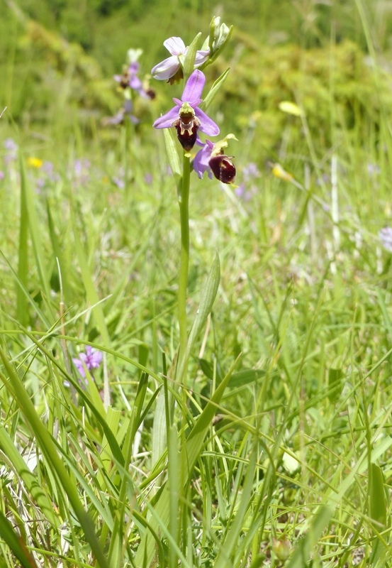 Ophrys apifera x Ophrys holosericea subsp.dinarica, splendidi ibridi nell''aquilano 2021.